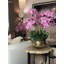 Orchidée Roberi dans un pot à fleurs-96223304