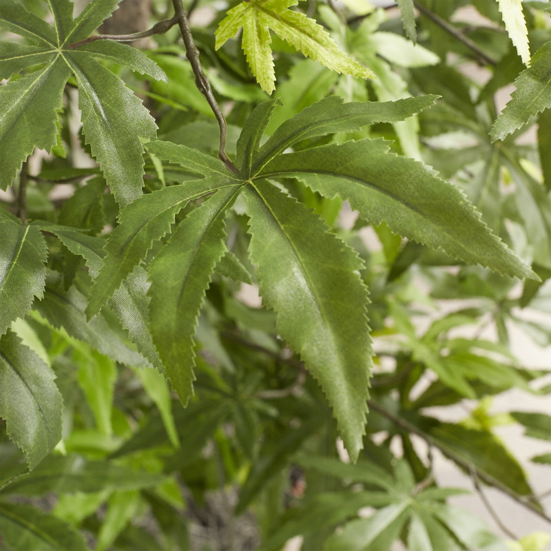 Érable japonais Dejaun en pot
