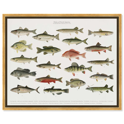 " American Fish " Painting Print