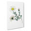 Mount Atlas Daisy Illustration - Wrapped Canvas-55363115