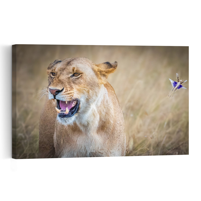 Lioness Meets Flying Insect Contemporary Cat Lion Nature Wildlife Wall Art Print by Jeffrey C. Sink - 1 Piece Wrapped Canvas Wall Art