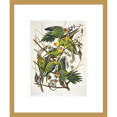 Carolina Parakeet from «Birds of America» par John James Audubon, impression giclée encadrée