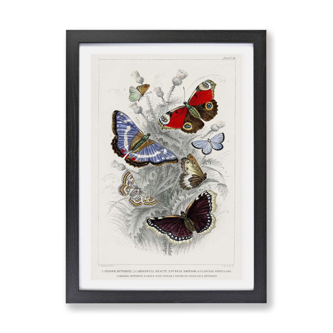 Assortment of Butterflies Pl. 69 by Oliver Goldsmith - Framed Print
