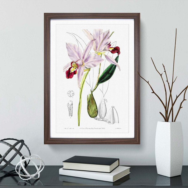 Pale Purple Cattleya Orchids - Framed Print, 36cm H x 27cm W x 2cm D, Walnut Framed
