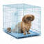 Caisse pour chien pliable en métal avec panneau de séparation et plateau étanche MidWest Homes for Pet-2085335695