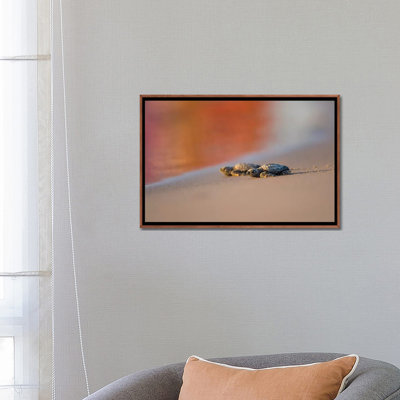 «Kemp's Ridley Sea Turtle Hatchling II» par Larry Ditto, impression