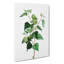 Silver Birch Tree Branch by Pierre-Joseph Redoute - Wrapped Canvas-55318328