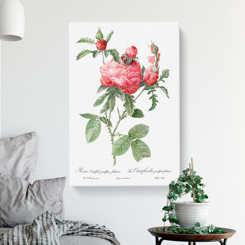 Cabbage Roses In Pink by Pierre-Joseph Redoute - Wrapped Canvas, 50cm H x 35cm W x 3cm D