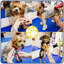 Adjustable Pet Grooming Tables-86592261-70697824