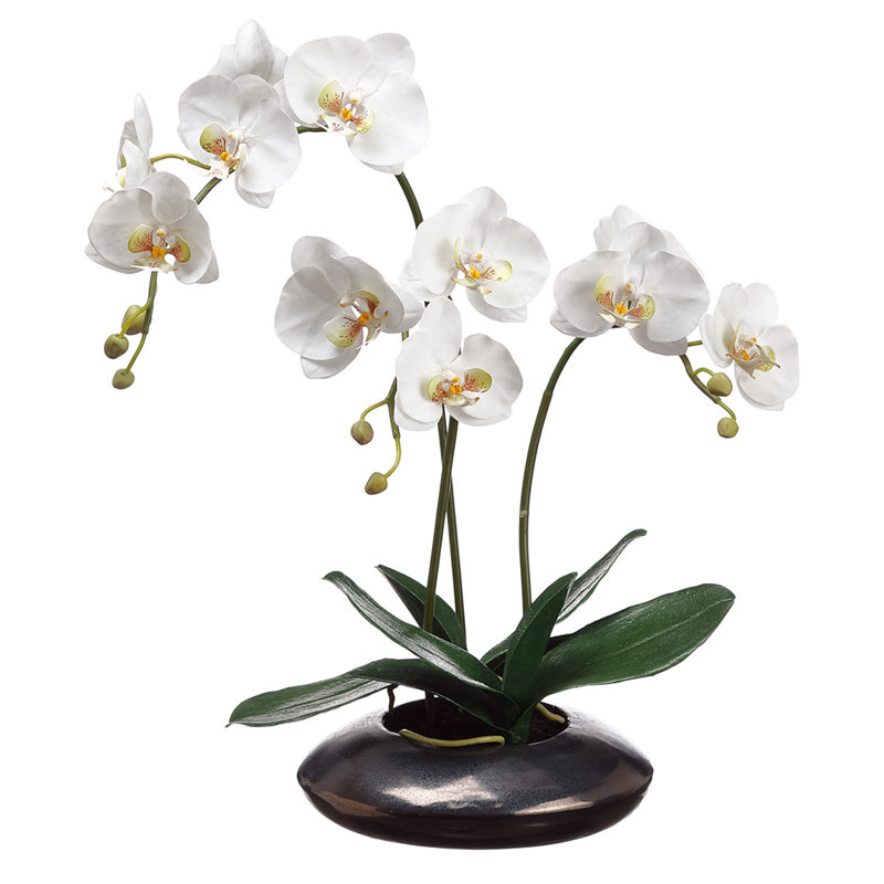 Orchidée phalaenopsis 22 "en pot en céramique