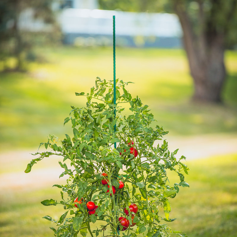 Amaya Support à plante, H 72 po x l 0,32 po x P 0,32 po