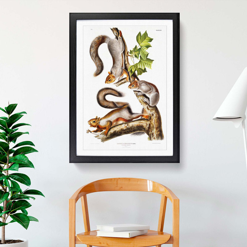 Migratory Squirrels by J.W. Audubon - Picture Frame Painting Print, Black Framed, 65cm H x 48cm W 