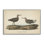 Long Legged Sandpiper Grey Framed Giclee Art by Wild Apple Portfolio