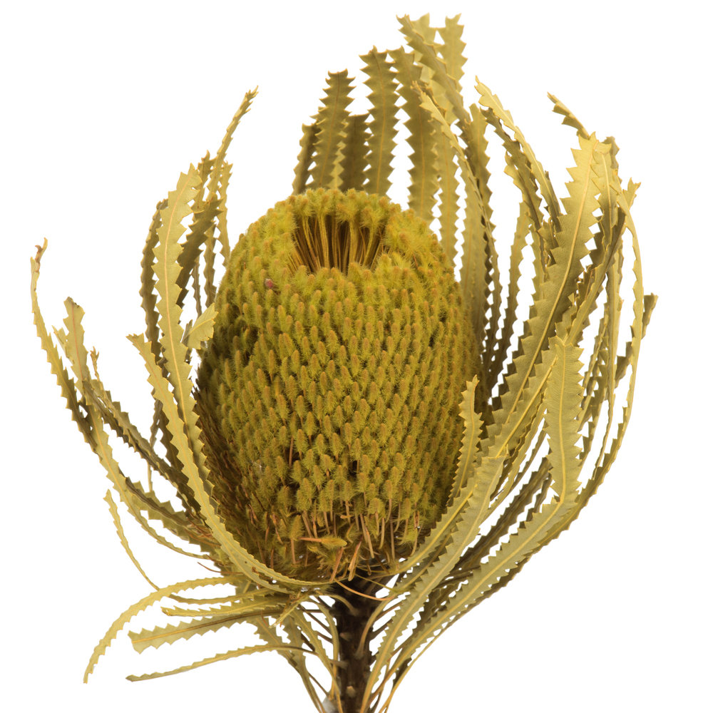 12" Jumbo Banksia Flower with Stem Dried, Basil