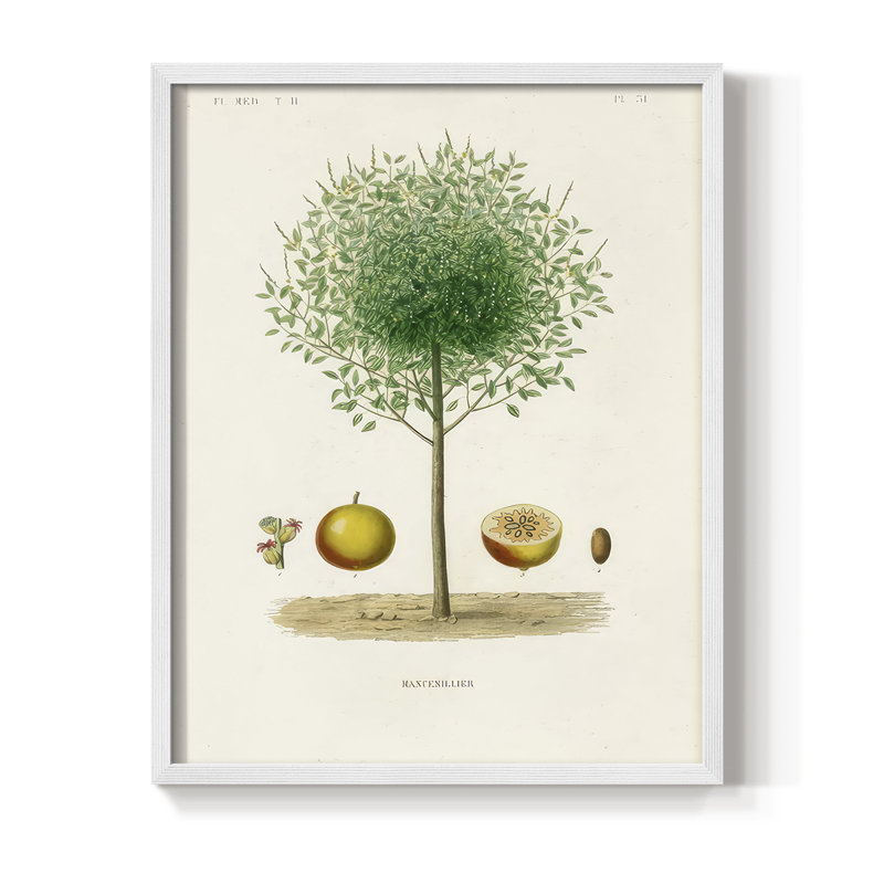 Antique Tree with Fruit VII Framed Print - Solid Wood, 30" H x 24" W, White