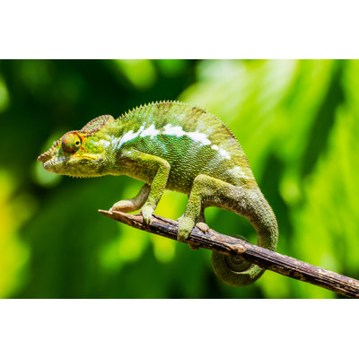 Endemic Chameleon Of Madagascar On A Branch by Luca Bertalli - Wrapped Canvas Print