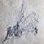 Gogia fossile. Cambrian. Marjum Formation, Utah