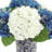 Hydrangea Arrangement in Pot-972729678