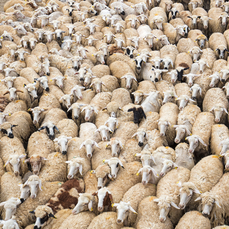 Birds Eye View Of A Herd Of Sheep by Haykirdi - Wrapped Canvas Print, 76cm H x 76cm W x 3.8cm D
