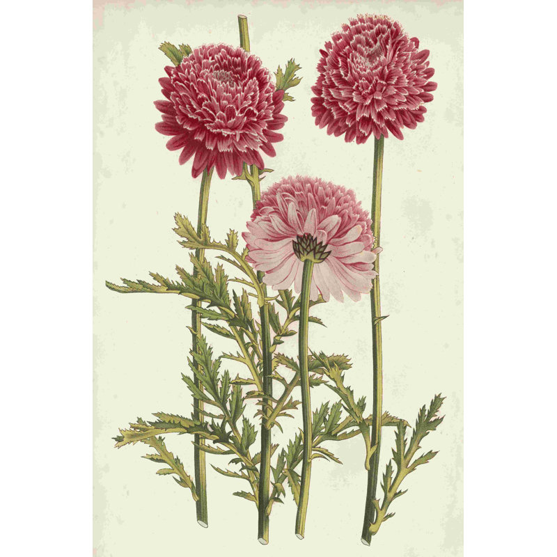 " Vintage Garden Beauties I " by Horto Van Houtteano, 18" H x 12" W