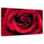 Gouttelettes sur une rose rouge-858553173