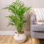 Cat Palm in Décor Planter