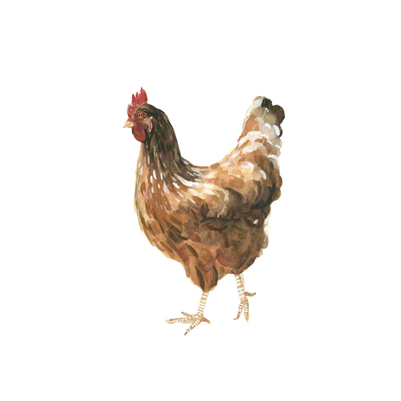 Poulet d'automne IV, L 12 po x H 18 po