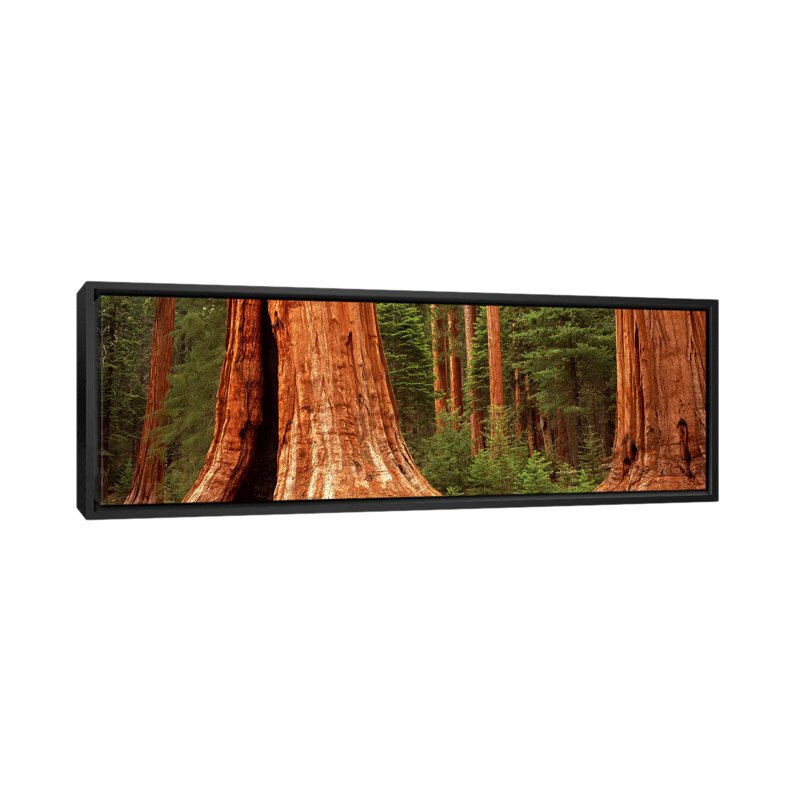 Séquoia géant dans une forêt, Californie, États-Unis - Impression sur toile panoramique sur toile tendue