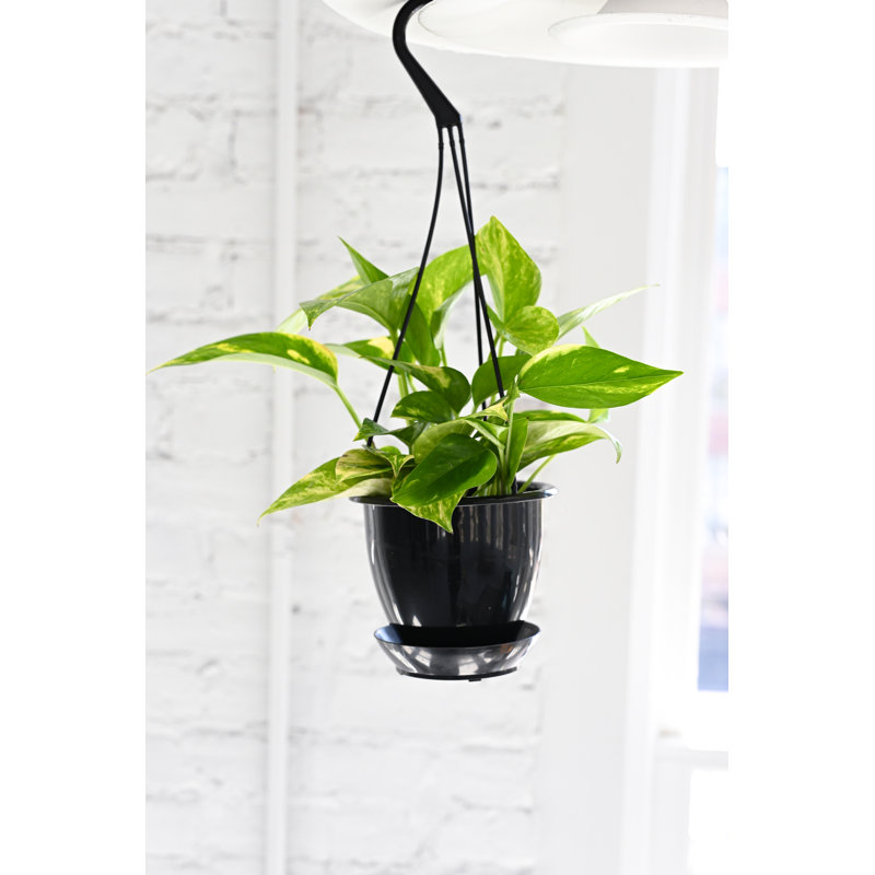 Live Golden Pothos Plant in Hanging Pot