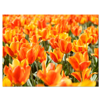 Reproduction de photo sur toile tendue, "fleurs fraîches tulipes" au soleil ensoleillé