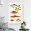 East Indies Fish Illustrations Fol. 27 by Louis Renard - Wrapped Canvas Painting-55342594