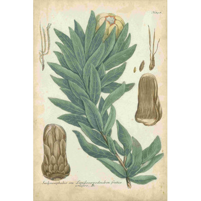 Weinmann Conifers I