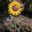 Piquet de jardin Chiseko