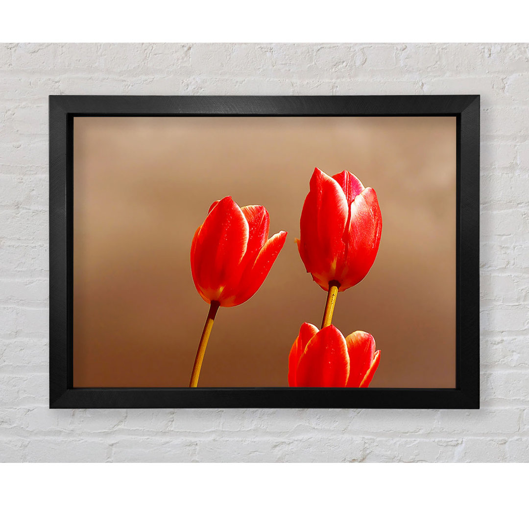 Rote Tulpe Trio - Druck