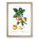 Apple Tree Branch by Pierre-Joseph Redoute - Single Picture Frame Painting