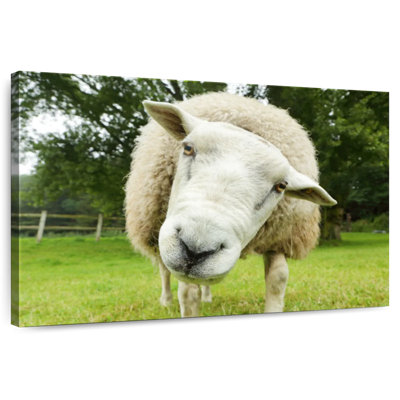 Brampt Nosy Sheep