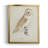 " Barn Owl " Painting Print