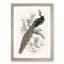 Majestic Peacock by Sir William Jardine - Picture Frame Art Print-55760556-55760557