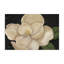 Magnolia Grandiflora sur toile noire, design par Paul Brent-924387684