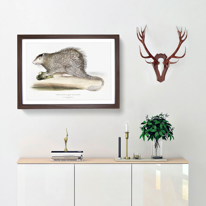 Porcupine Illustration by John Edward Gray - Picture Frame Painting Print, 60cm H x 91cm W x 2cm D, Walnut