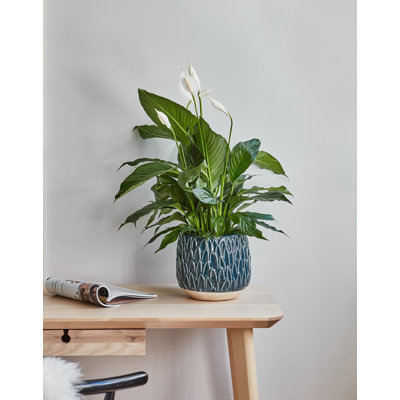 Arles Leaf Embossed Planter