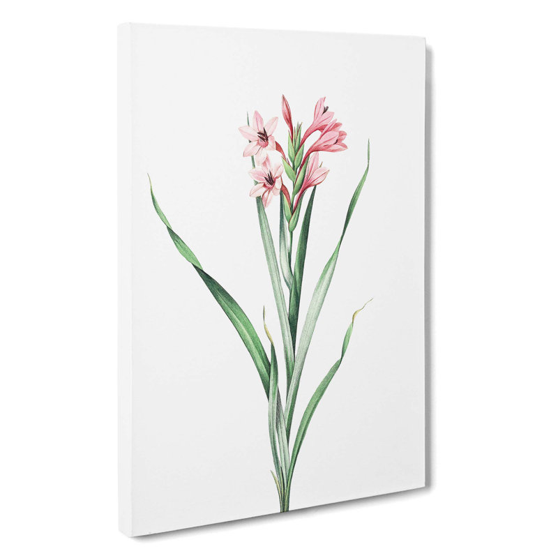 Sword Lily in Pink by Pierre-Joseph Redoute - Wrapped Canvas, 50cm H x 35cm W x 3cm D