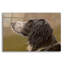 «Dog Wander» par John Silver-26152025