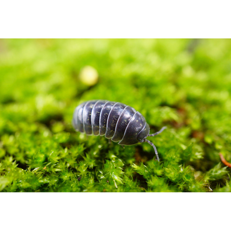 " Sow Bug Closeup " by Haricono, 8" H x 12" W  