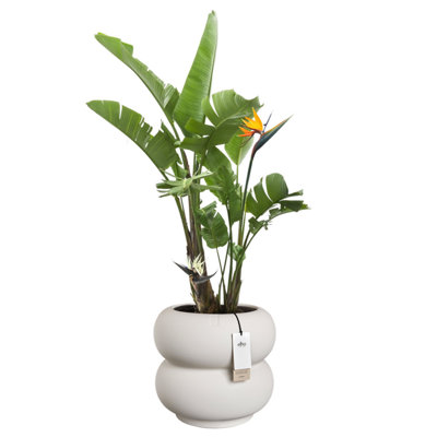 Elho Amber Roll Low 43cm