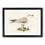Black-Headed Gull by Von Wright - Picture Frame Art Print-55512506-55512507