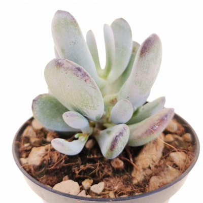 Silver Peak Pigs Ear Plant - Live Starter Plant in a 2 Inch Growers Pot - Cotyledon Orbiculata 'Silver Peak' - Rare Ornamental and Decorative Easy Care Succulent