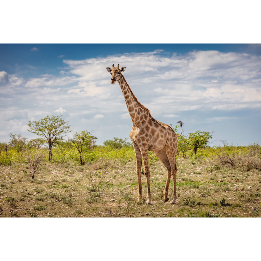 Giraffe im Etosha-Nationalpark - Leinwandbild