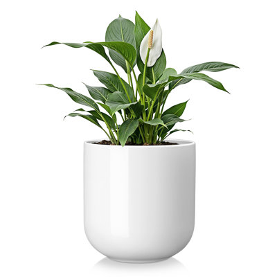 HDHPOT Ceramic Pot Planter