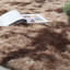 Tapis brun Cearah-1182820116